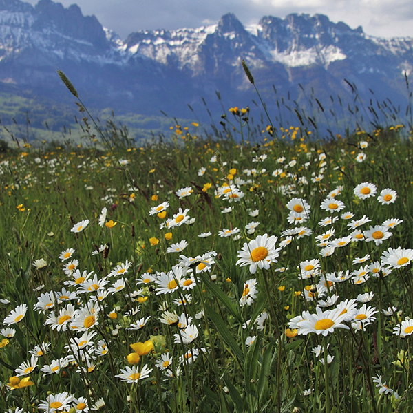 Die schönste Zwischen-Jahreszeit - Frühling!