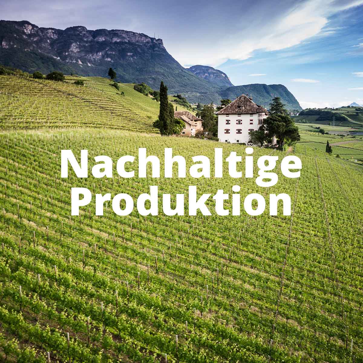 Ritterhof Weißwein Probierpaket Terra (3x0,75lt)