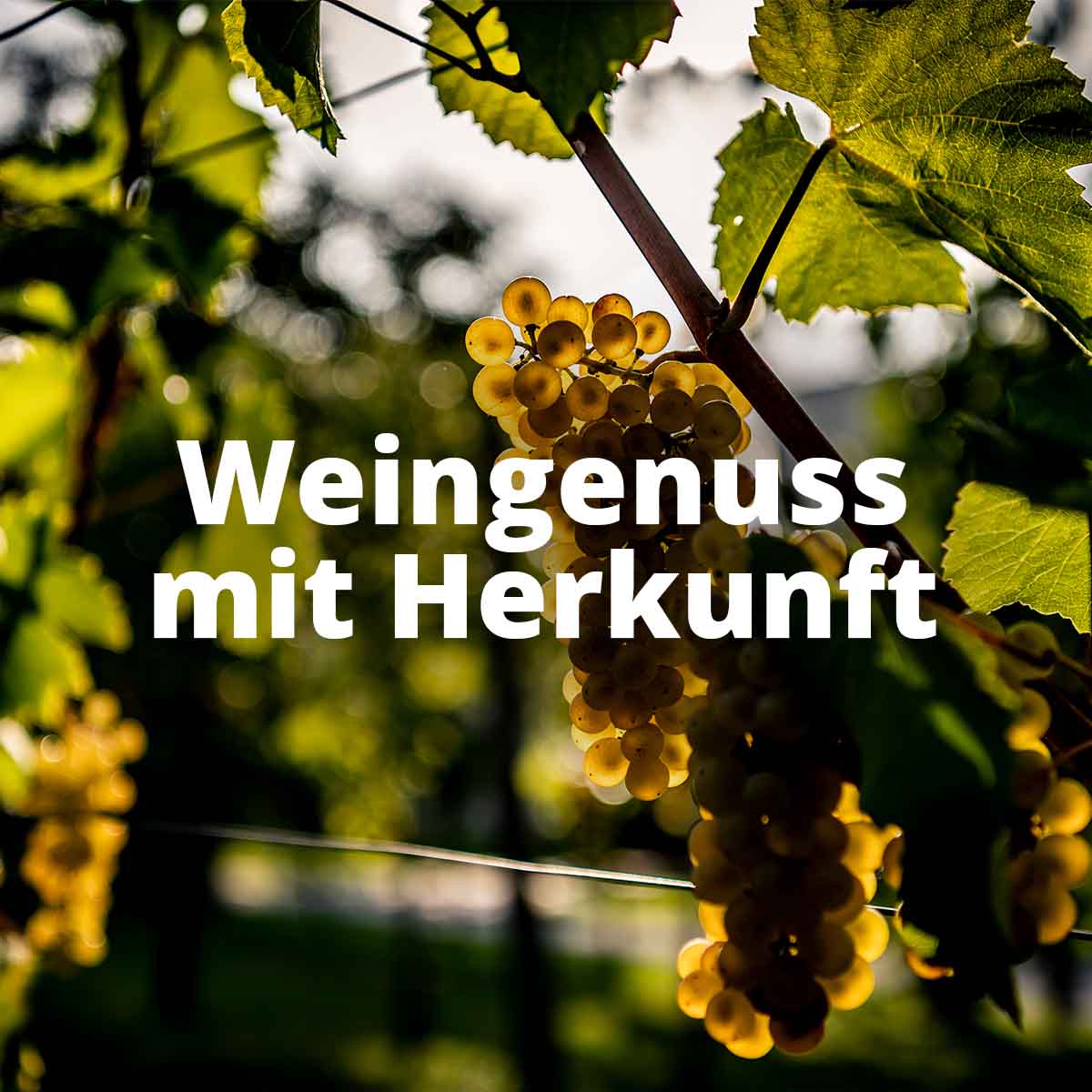 Weingenuss mit Herkunft