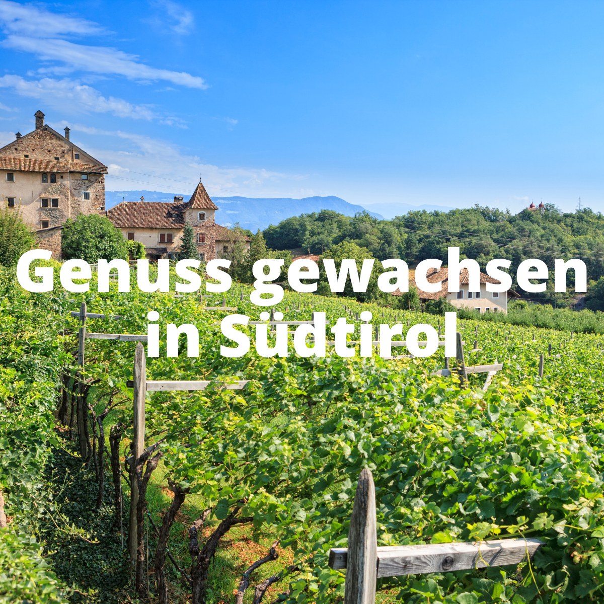 Weinberge Gutsbrennerei Walcher Tramin Südtirol 