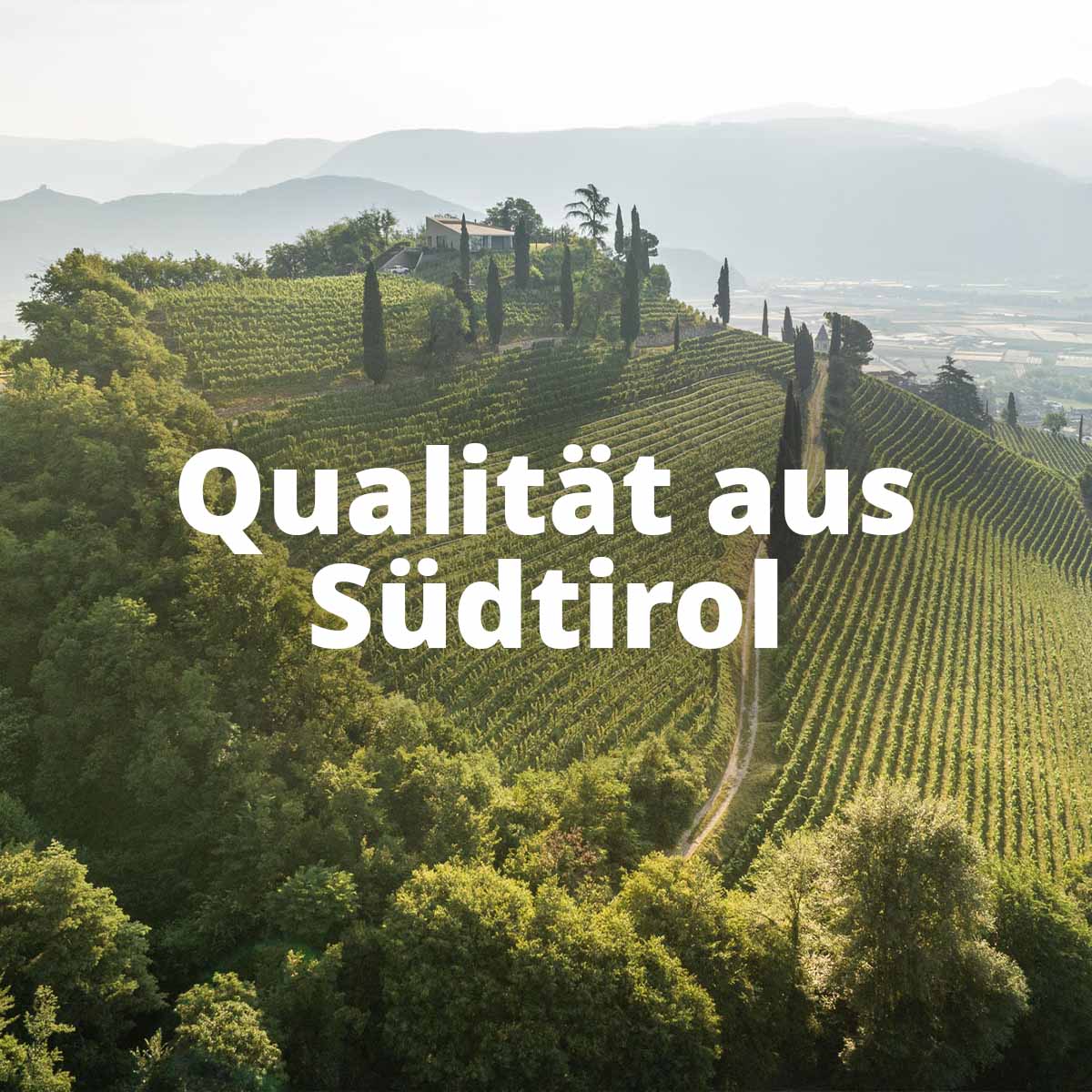 Ritterhof Weißwein Probierpaket Terra (3x0,75lt)