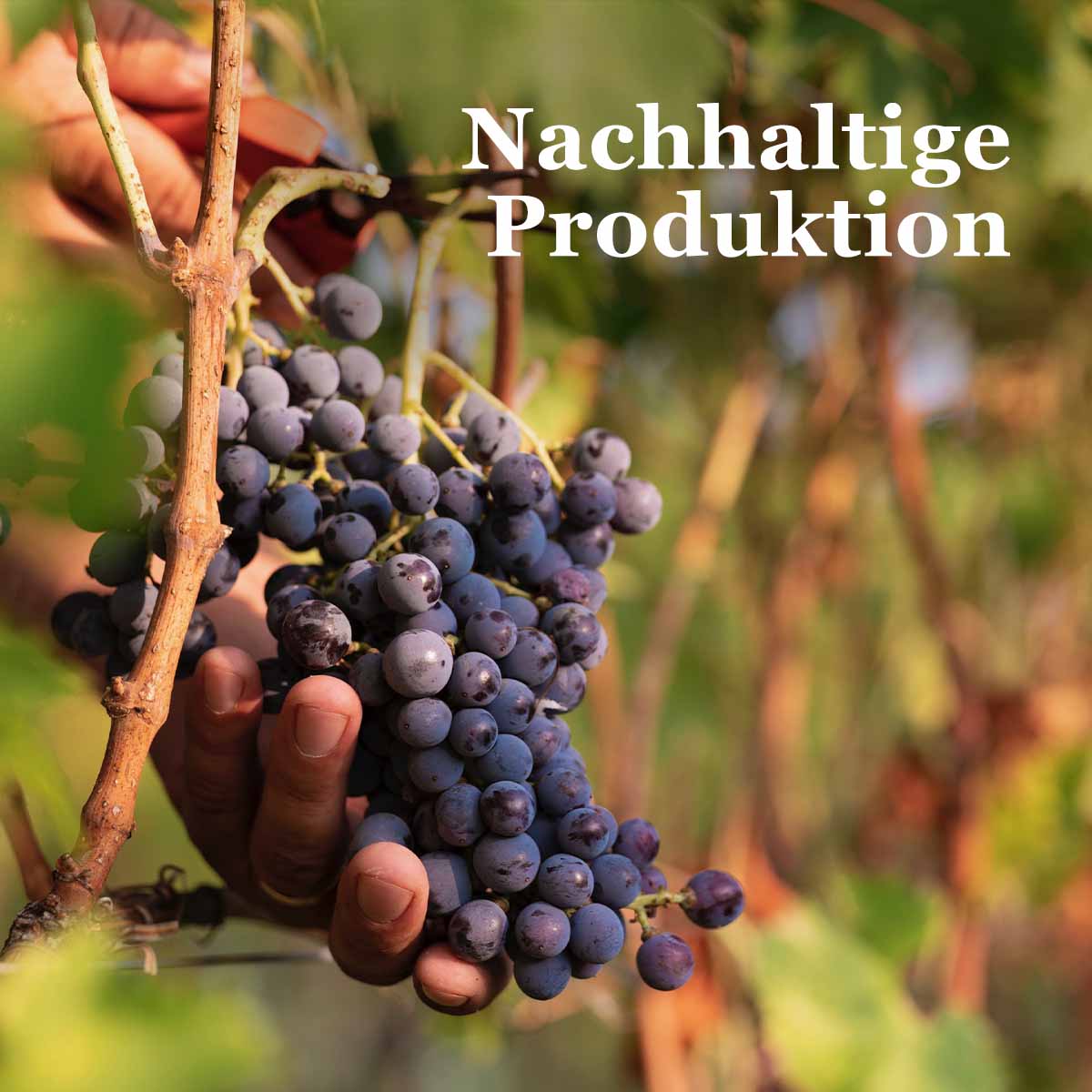 Nachhaltige Produktion von Tirol Geniessen Grappas