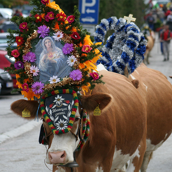 Zurück in's Tal: Tiroler Almabtrieb