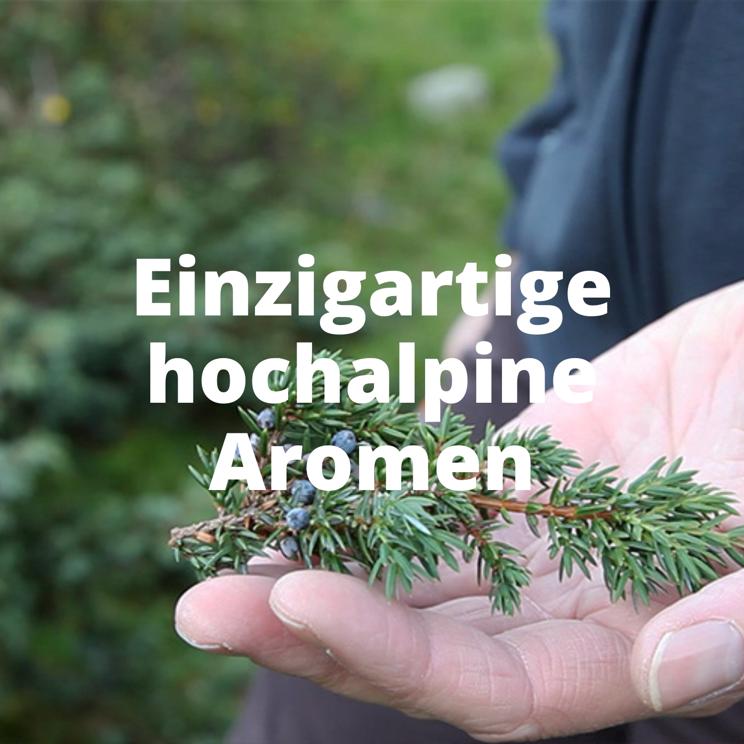  hochalpine Aromen Tiroler Kraeuterdestillerie