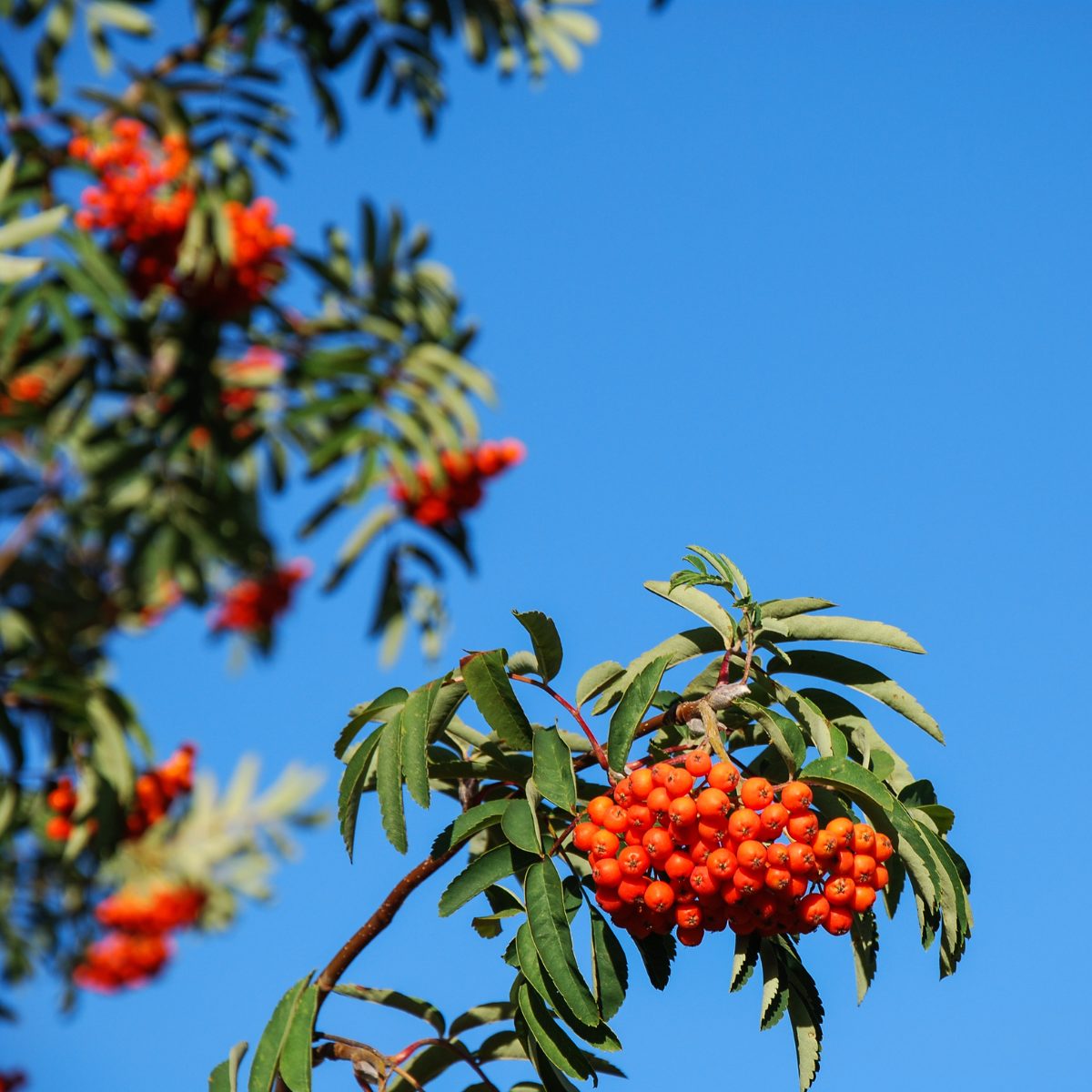 Vogelbeeren frisch am Baum für Vogelbeerenschnaps