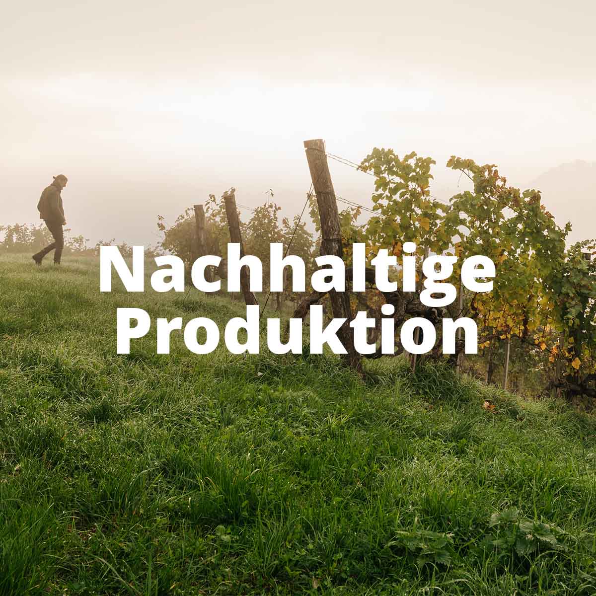 Wine from the Alps