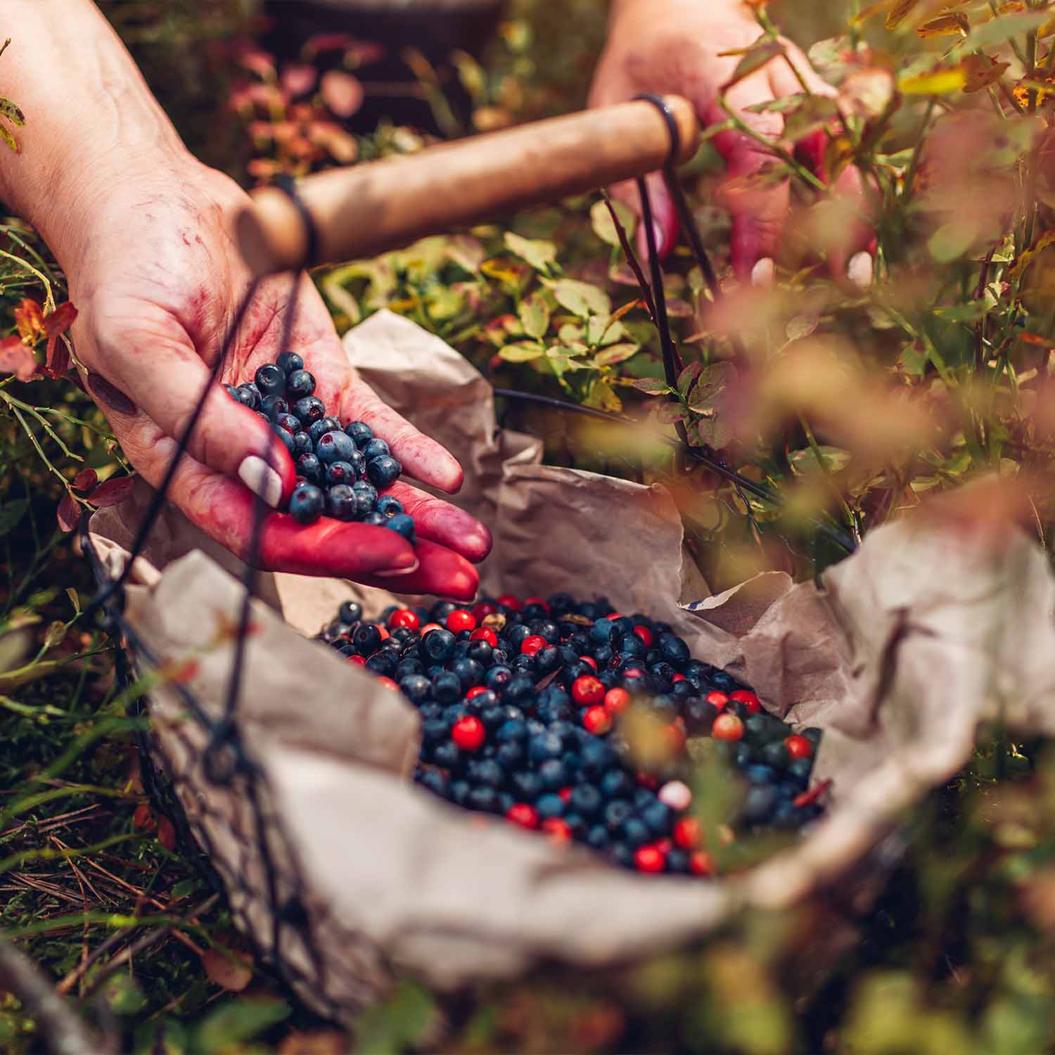 Beeren sammeln Beeren sammeln im Wald