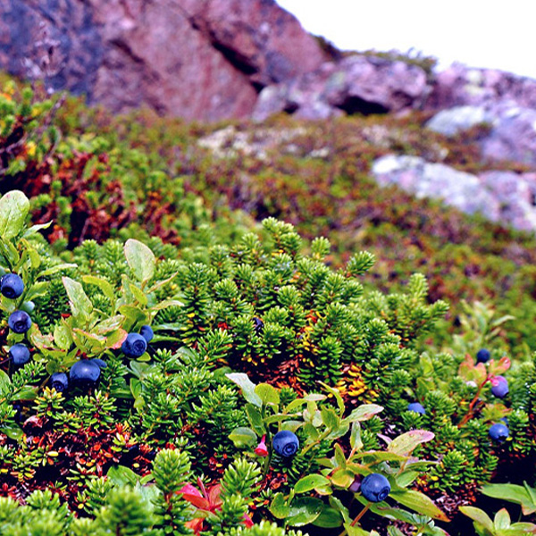 Beeren sammeln in Tirol