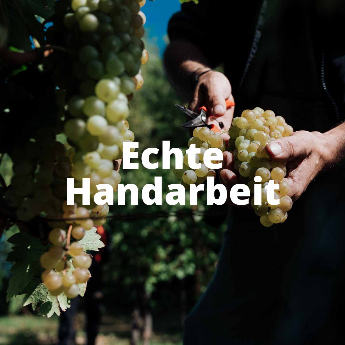 Wine from the Alps