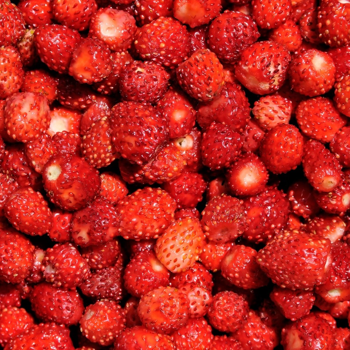 Walderdbeeren Walderdbeeren