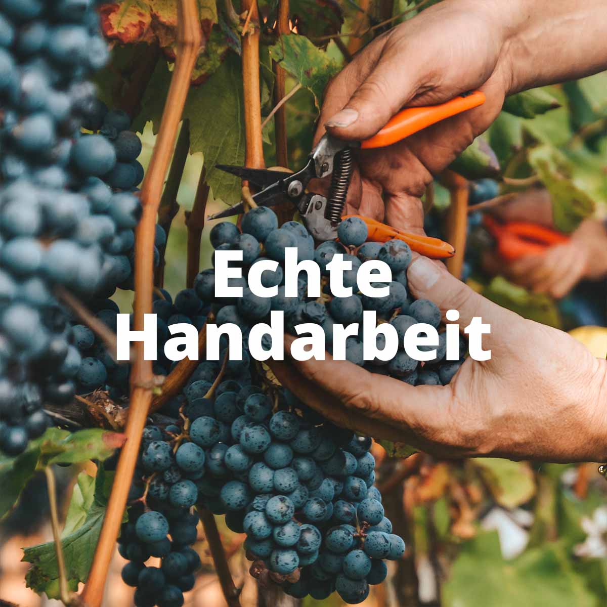 Ritterhof Weißwein Probierpaket Terra (3x0,75lt)