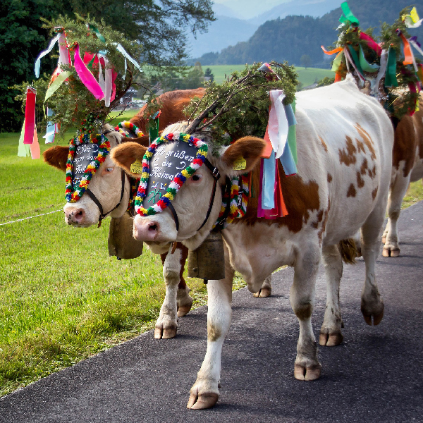 Tiroler Almabtrieb